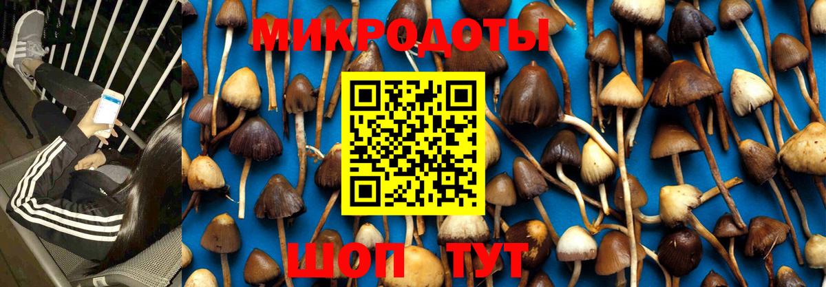 Галлюциногенные грибы Psilocybe Ртищево
